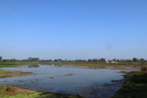 पुरैनी तालमा चराको सङ्ख्या घट्यो