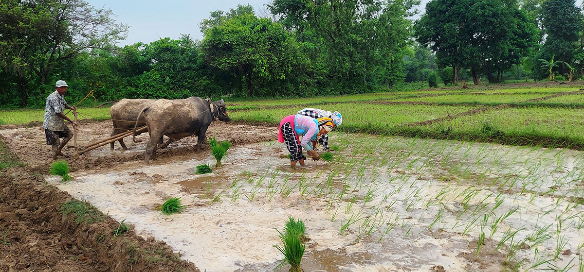 कञ्चनपुरमा ४८ प्रतिशत धान रोपाइँ