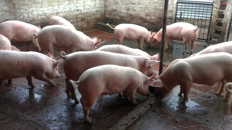 बङ्गुरका पाठापाठी बेचेर वार्षिक बाह्र लाख आम्दानी