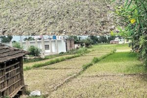 सुक्न थाल्यो रोपो