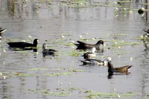 घट्यो हरिहाँसको सङ्ख्या