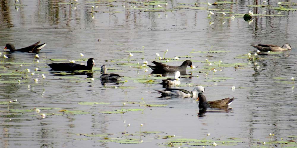 घट्यो हरिहाँसको सङ्ख्या