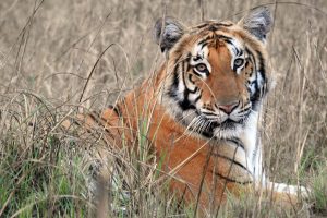शुक्लाफाँटा निकुञ्ज पाटेबाघका लागि प्रख्यात