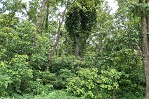 कैलालीमा १० महिने छोरीसहित झुन्डिएको अवस्थामा मृत भेटिइन् एक महिला