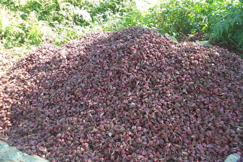 अलैँचीको भाउ सात वर्ष यताकै उच्च