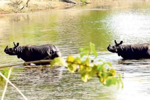 गत वर्ष रोकिएको बाघ र गैँडा गणना मङ्सिरमा गरिने