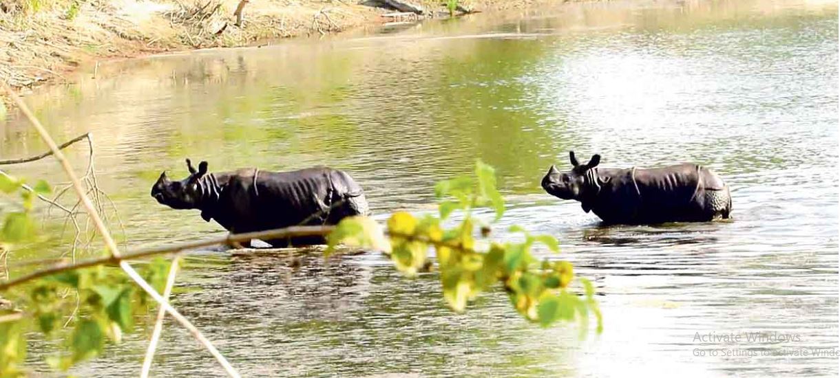 गत वर्ष रोकिएको बाघ र गैँडा गणना मङ्सिरमा गरिने