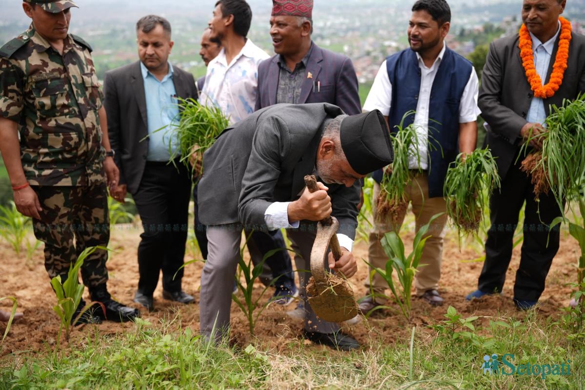 पहिलो राष्ट्रिय कोदो दिवसः कृषिमन्त्रीले बारी खने, कोदो रोेपे