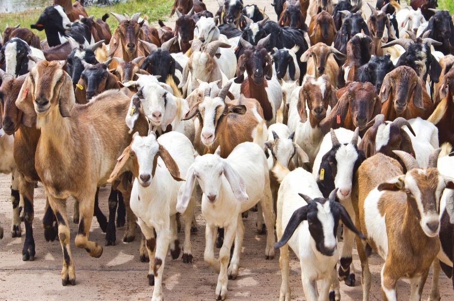 दसैँमा अनलाइनबाटै खसीबोका बुकिङ गर्न मिल्ने !