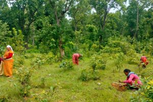 कञ्चनपुरमा वृक्षरोपणमा चासो : संरक्षणमा उदासिनता