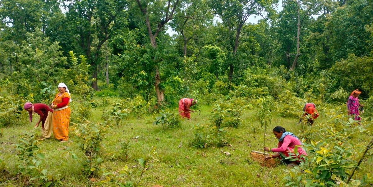कञ्चनपुरमा वृक्षरोपणमा चासो : संरक्षणमा उदासिनता