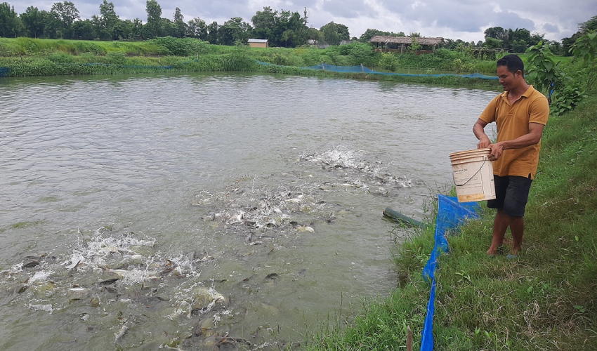 कैलालीमा अवैध रूपमा भित्रिने माछाका कारण किसान समस्यामा