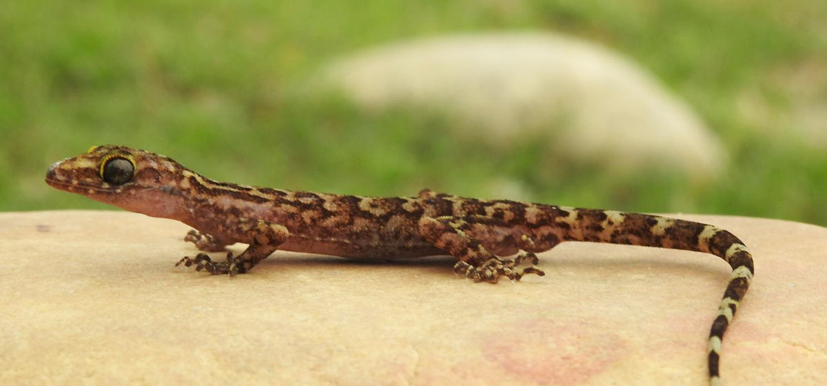 नेपालमा भेटियो छेपारोका दुई नयाँ प्रजाति