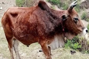 सुदूरपश्चिममा लम्पी स्किन रोग फेरि देखा पर्‍यो