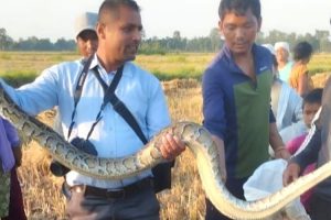 टीकापुरबाट दुई अजिङ्गरको उद्धार