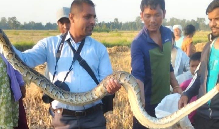 टीकापुरबाट दुई अजिङ्गरको उद्धार