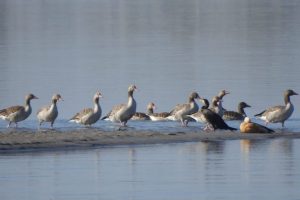 जाडो छल्न आउन थाले हिउँदे आगन्तुक चरा