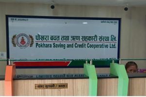 पोखरा सहकारीको ८८ करोड हिनामिना : अध्यक्ष, प्रबन्धकसहित ७ जना पक्राउ
