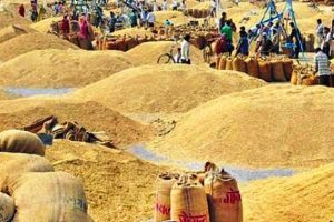 किसानहरु धान बेच्न रातभरि लाइनमा