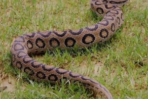 कैलालीमा भेटियो विषालु रसेल भाइपर सर्प