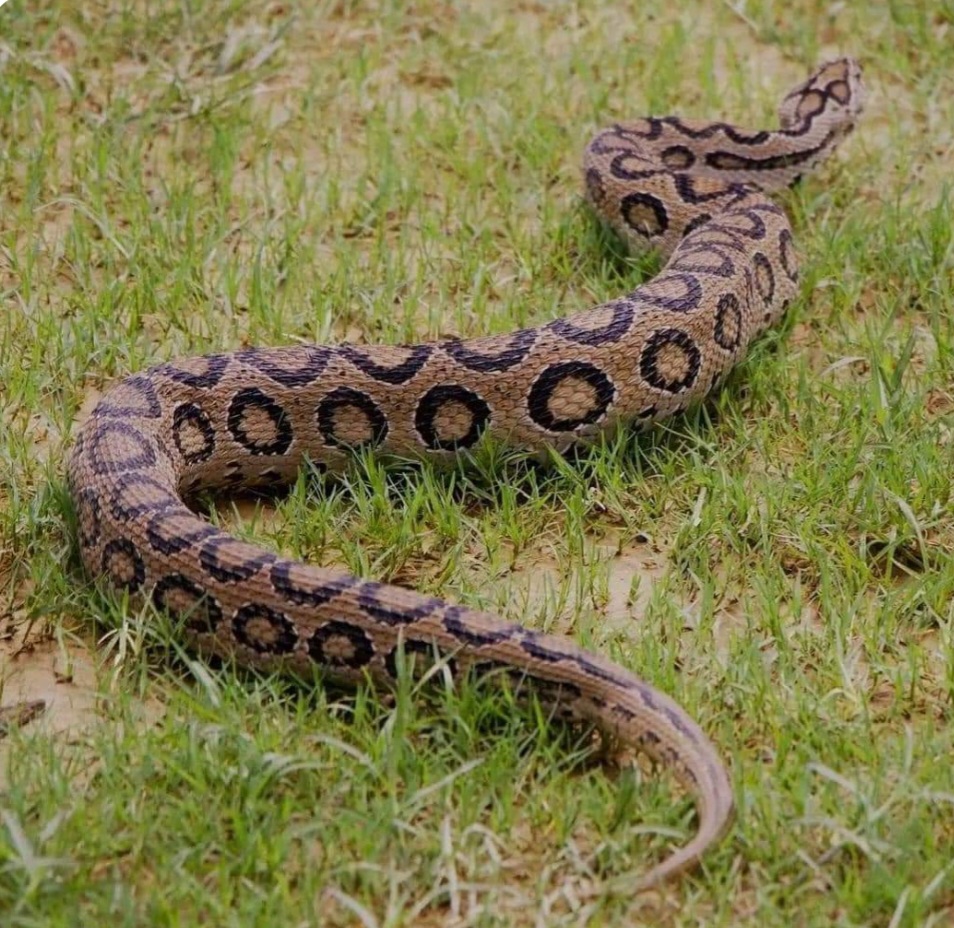 कैलालीमा भेटियो विषालु रसेल भाइपर सर्प