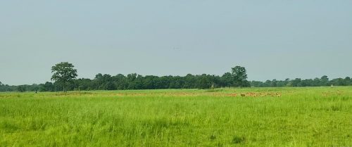 शुक्लाफाँटा राष्ट्रिय निकुञ्जको ५१४ दशमलव ३१ हेक्टर जमिन अतिक्रमण
