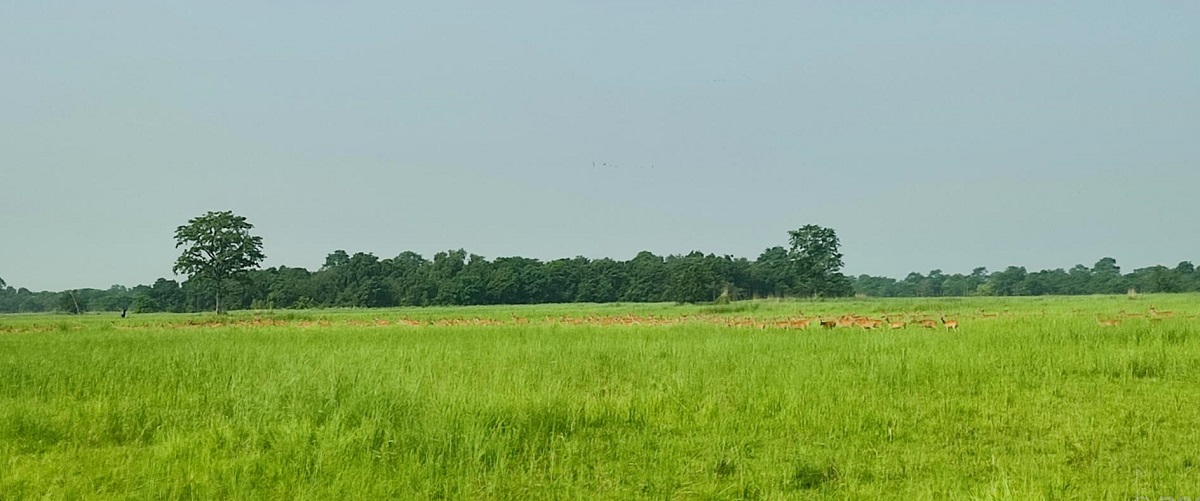 शुक्लाफाँटा राष्ट्रिय निकुञ्जको ५१४ दशमलव ३१ हेक्टर जमिन अतिक्रमण