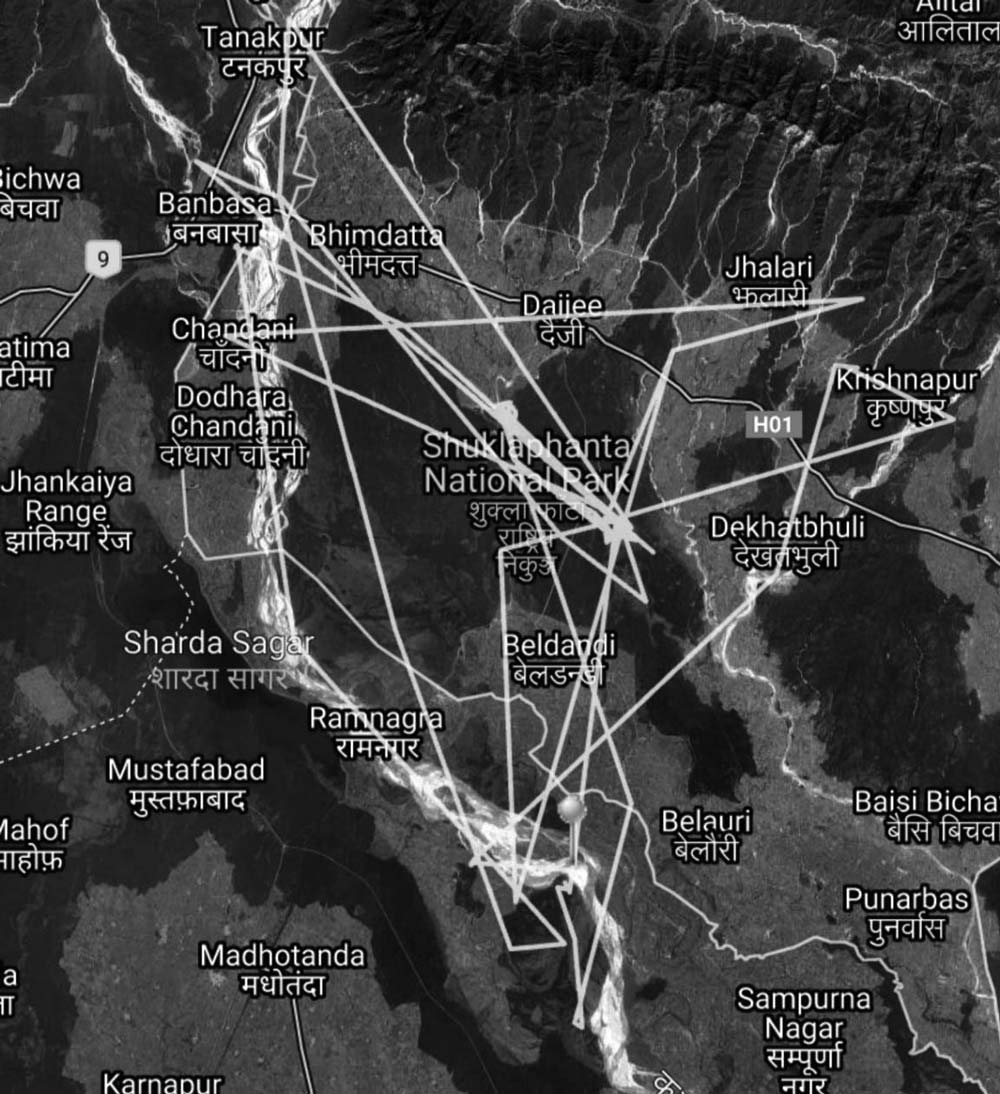 भारततिर गएर मर्दै छन् शुक्लाफाँटा निकुञ्जका दुर्लभ गिद्ध