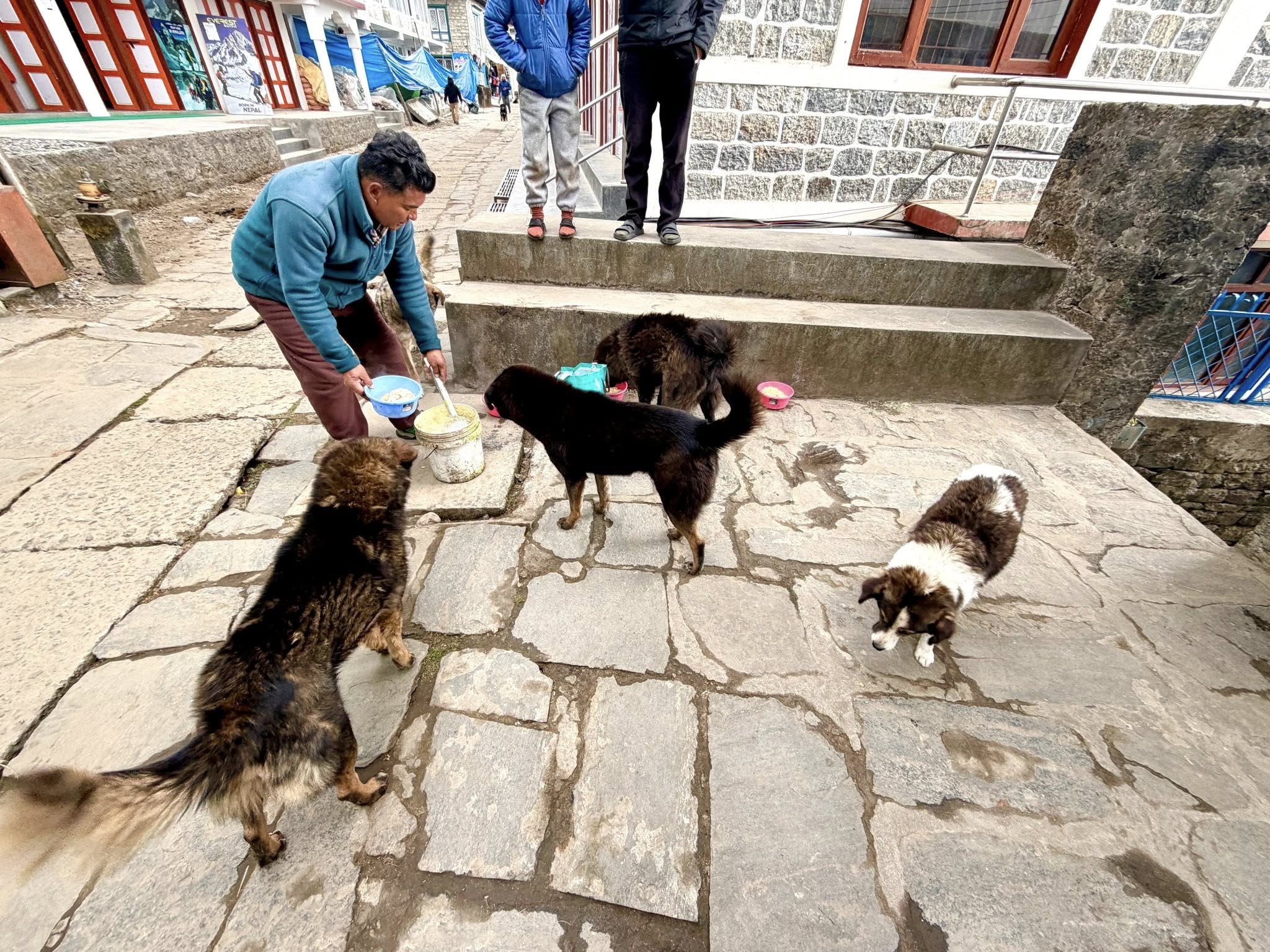 Hike for Help Steps In to Care for Stray Dogs in Lukla