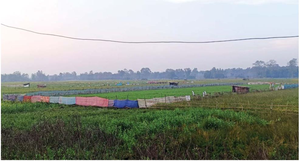 कैलालीका किसानलाई निर्वाचनभन्दा बालीको चिन्ता