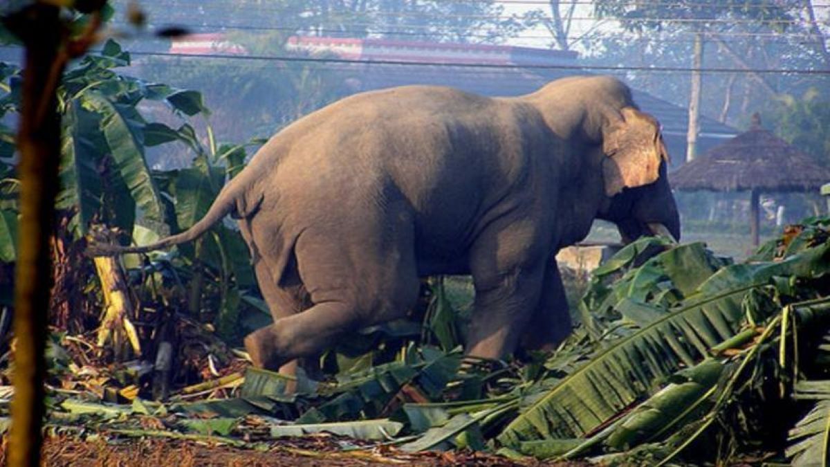 कञ्चनपुरका बस्तीमा जङ्गली हात्तीको आतङ्क बढ्दै