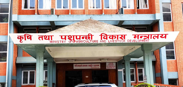 ‘अफ्रिकन स्वाइनफिभर’को जोखिम बढेपछि उच्च सतर्कता अपनाउन आग्रह