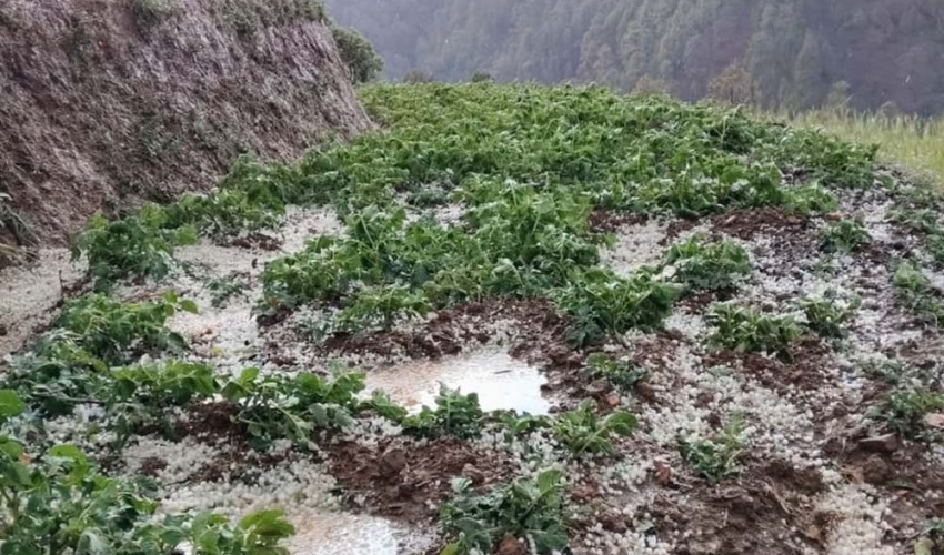 बाजुरामा भारी असिना पानीले खेतीबाली नष्ट, किसान चिन्तित