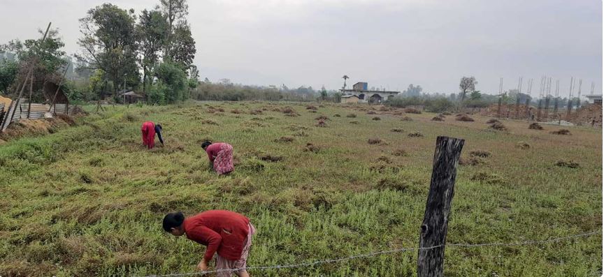 वर्षाले कैलालीको टीकापुरमा मुसुरो र केराउ बाली नोक्सान