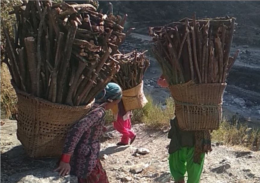 ग्यास अभावको हल्लाले बाजुराका महिला दाउरा सङ्कलनमा जुटे