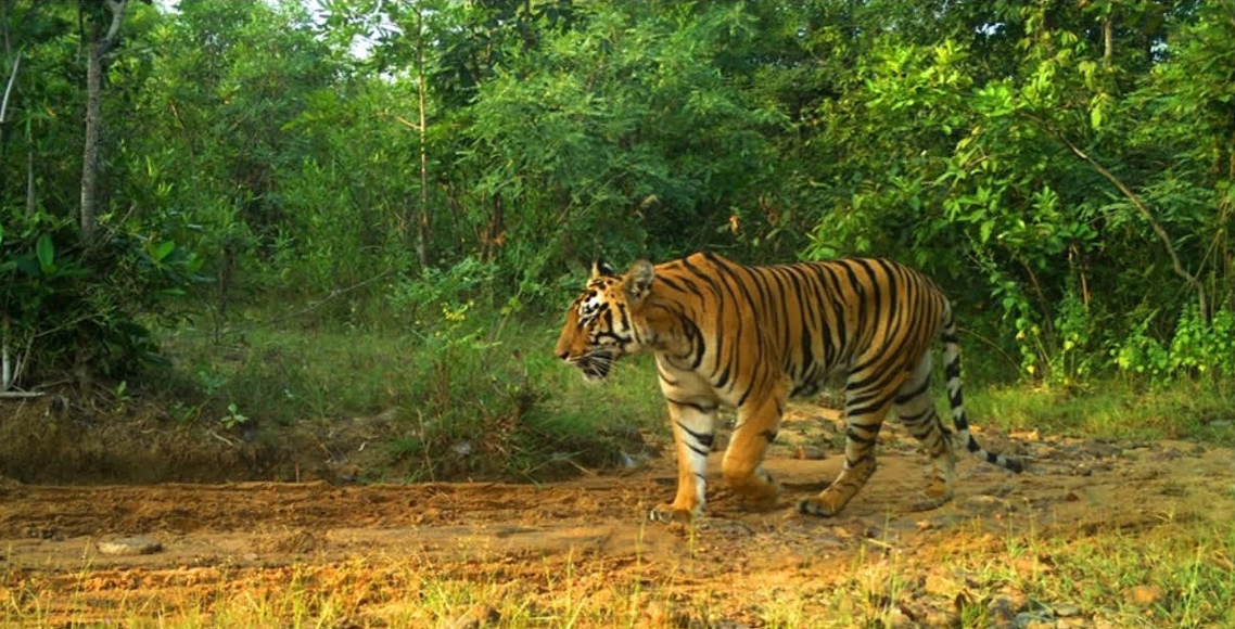 शुक्लाफाँटामा बाघ गणना सुरु