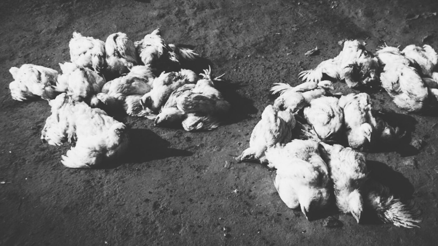 कैलाली चुरेमा मरेको बोइलर कुखुराको मासु खाँदा दाजुभाइको मृत्यु
