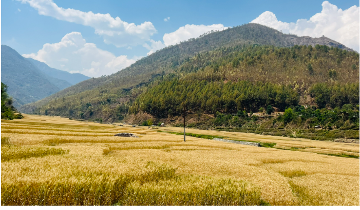 किसानलाई गहुँबाली भित्र्याउने चटारो
