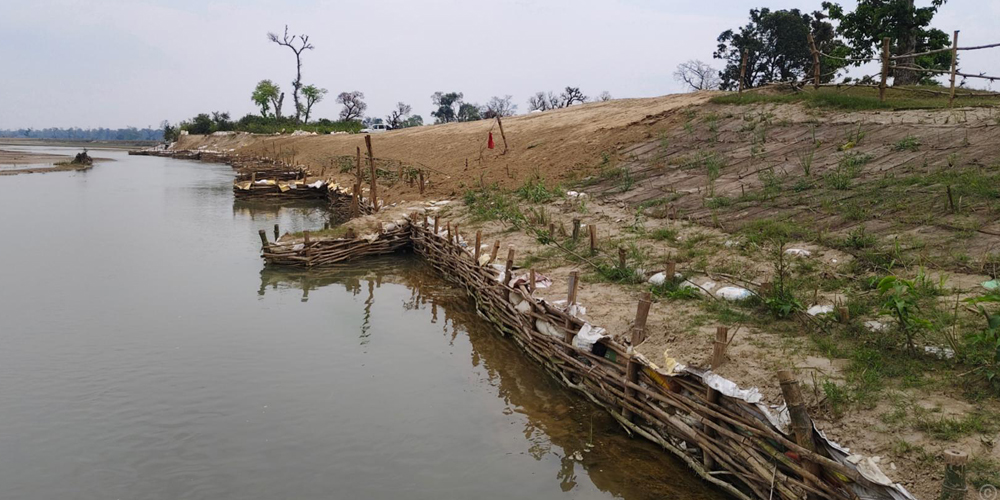 कन्द्रा नदी नियन्त्रणमा प्रभावकारी बन्दै जैविक तटबन्ध