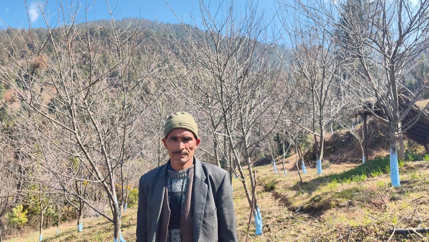 बाजुराका किसान स्याउ खेतीप्रति आकर्षित