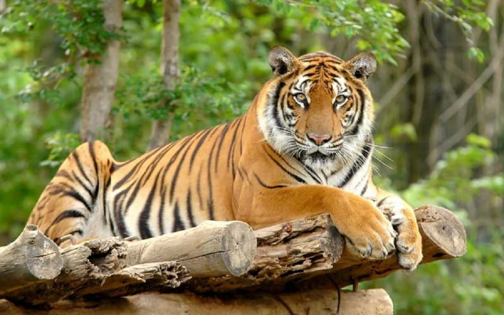 शुक्लाफाँटामा बाघ गणना सकियो