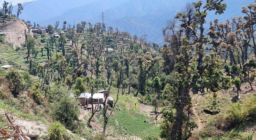 डडेल्धुरामा ३६३ हेक्टर वन अतिक्रमण