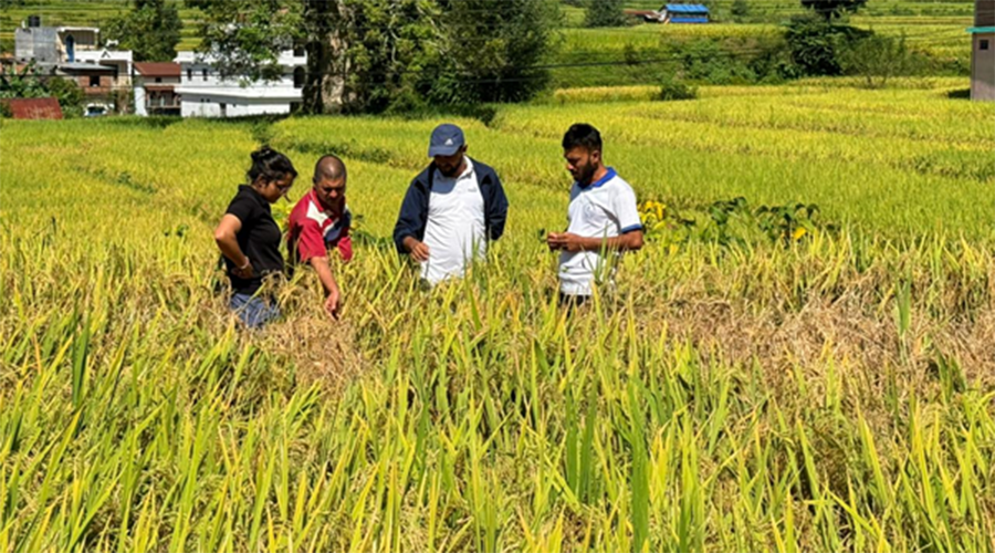 रोप्नुअघि नै प्रमुख बालीको न्यूनतम समर्थन मूल्य तोकिने