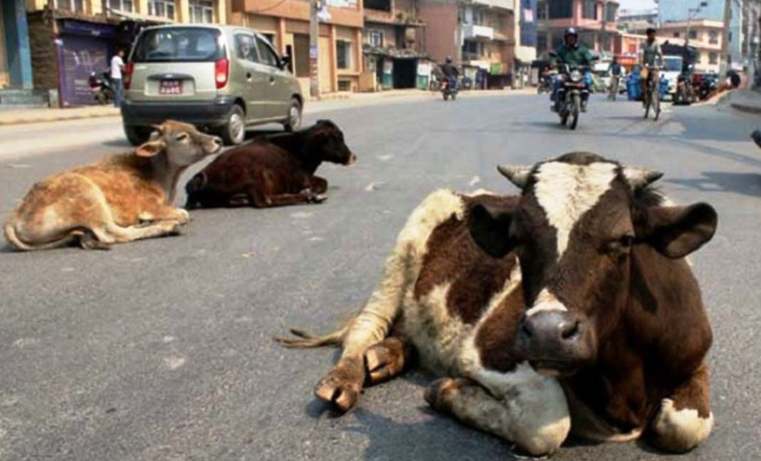 छाडा पशुचौपायाका बहुआयामिक असर