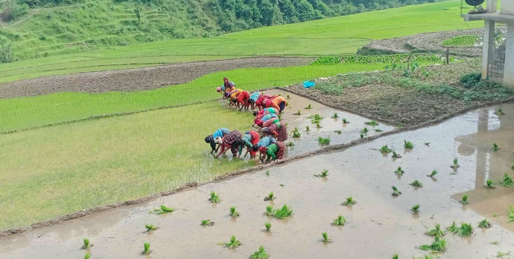 समयमै वर्षा भएपछि बैतडीका खेतमा रोपाइँको रौनक