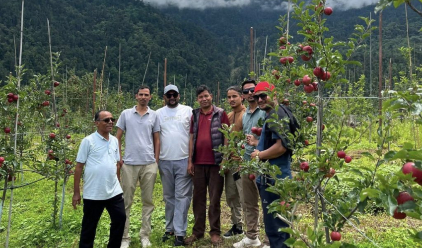बाजुराको अर्ग्यानिक स्याउ बजारमा आउँदै, बगैँचामा पर्यटक र ग्राहकको चहलपहल बढ्यो