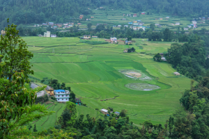 देशभर ८५ प्रतिशत धान रोपाइँ सम्पन्न