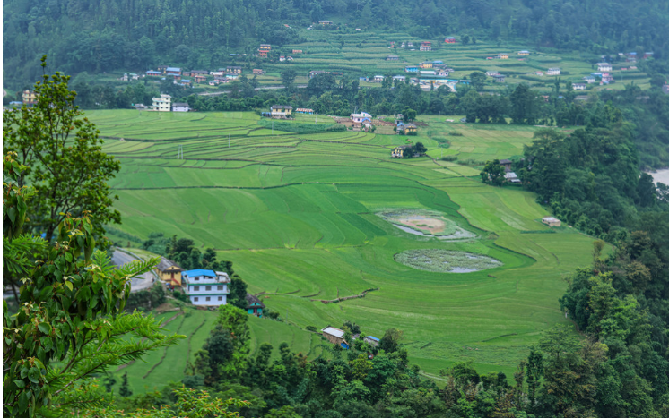 देशभर ८५ प्रतिशत धान रोपाइँ सम्पन्न