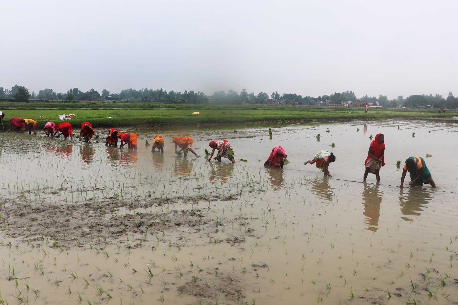 सुदूरपश्चिममा ८७ प्रतिशत धान रोपाइँ सम्पन्न, कैलालीमा शतप्रतिशत
